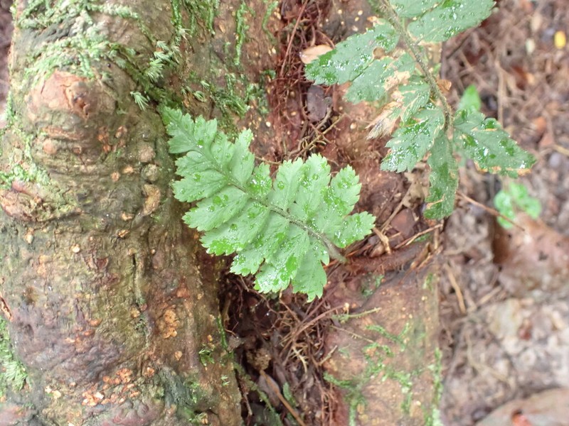 Polybotrya pubens photo 4