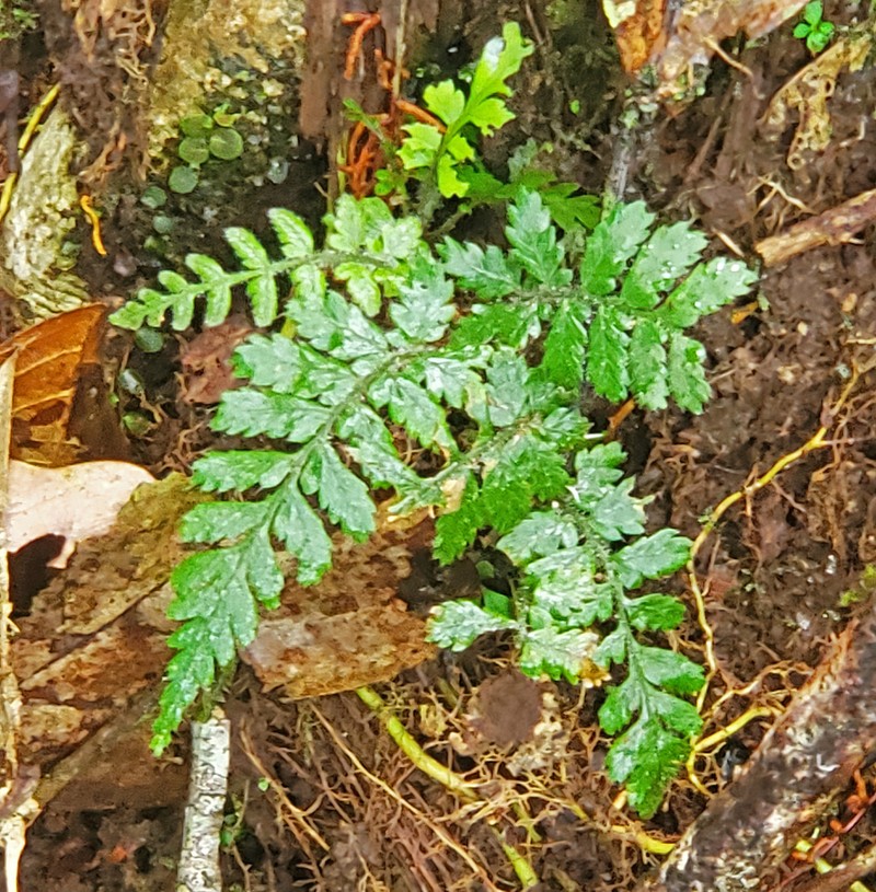 Polybotrya pubens photo 6