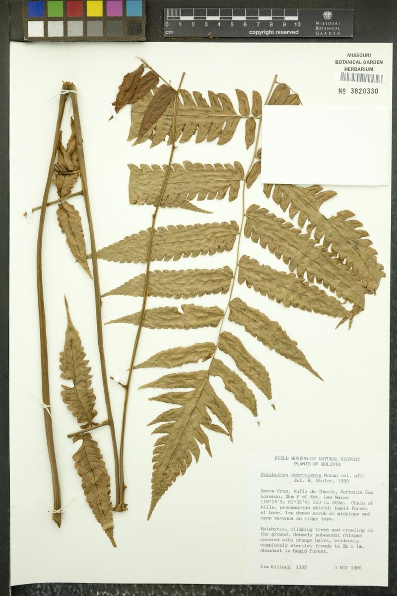 Polybotrya puberulenta photo 2
