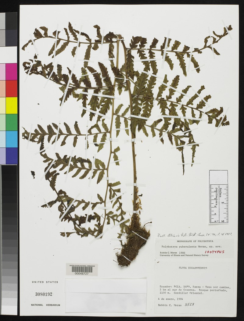 Polybotrya puberulenta