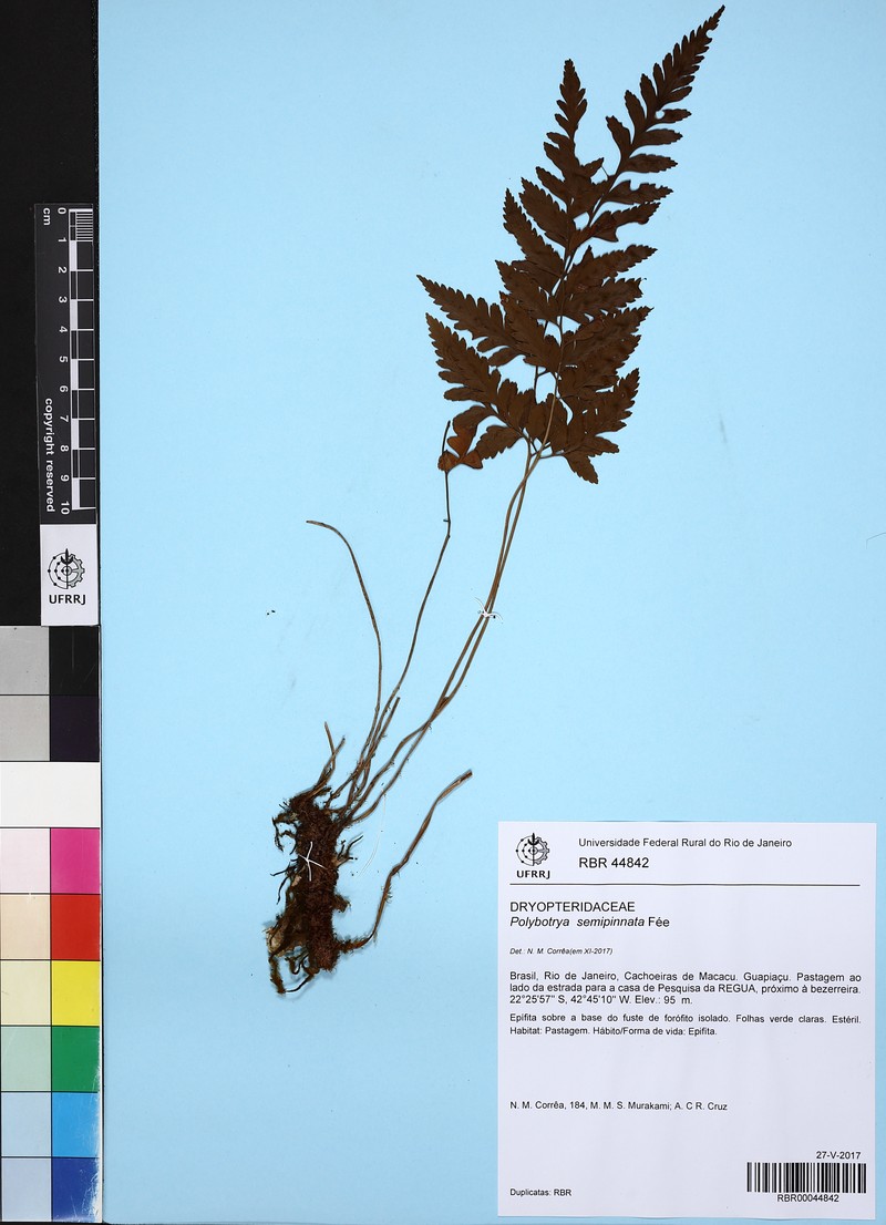 Polybotrya semipinnata