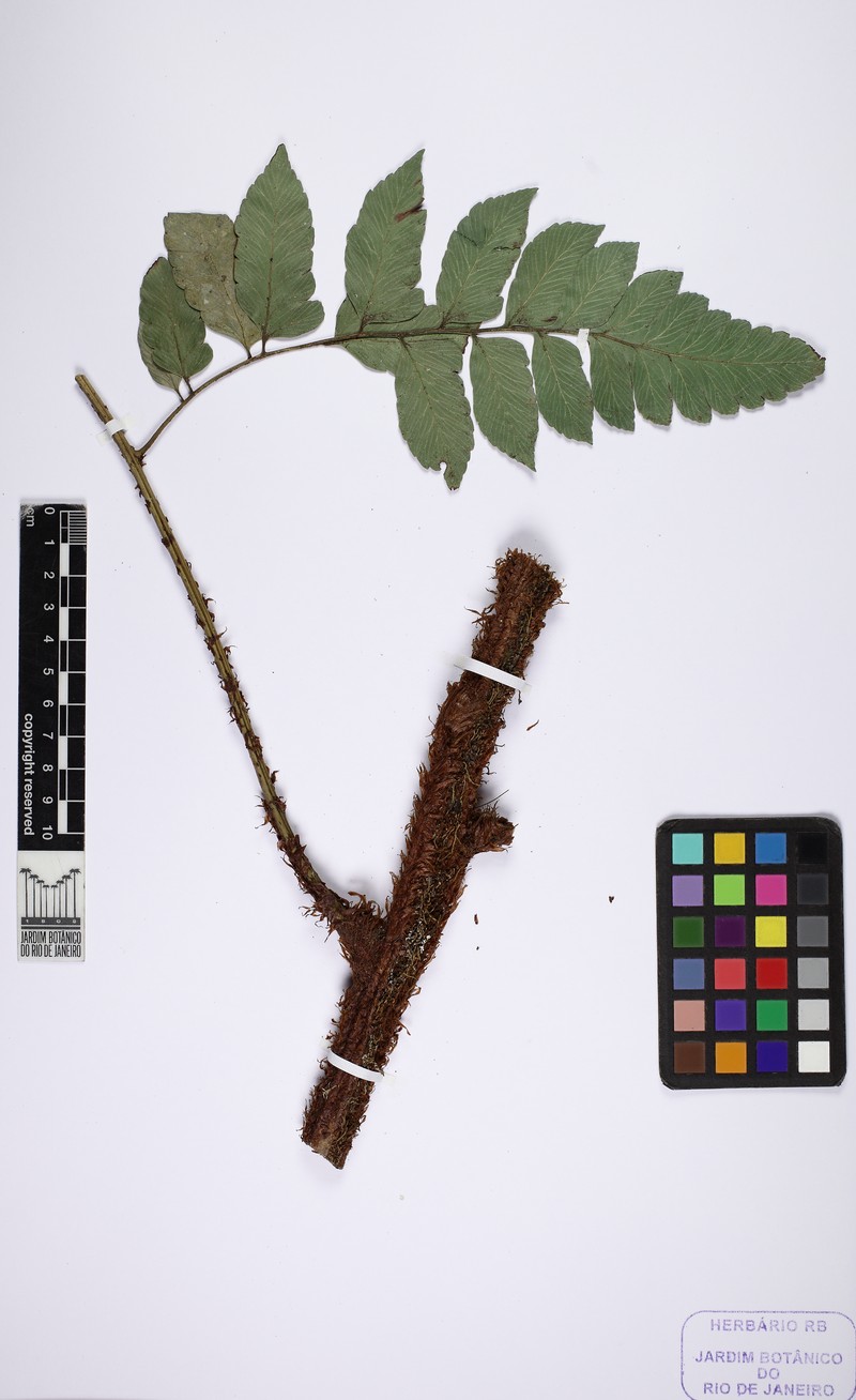 Polybotrya semipinnata photo 2