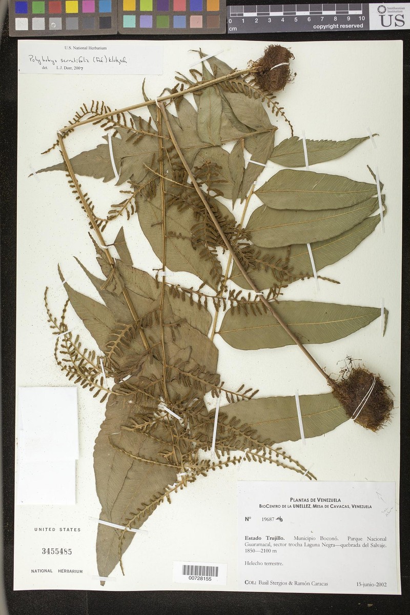 Polybotrya serratifolia