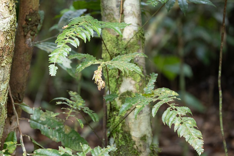 Polybotrya sessilisora
