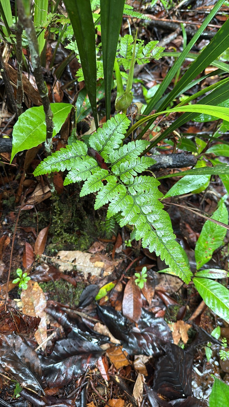 Polybotrya sessilisora photo 2