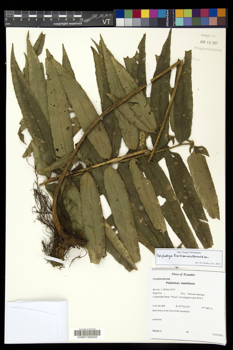 Polybotrya sessilisora photo 4
