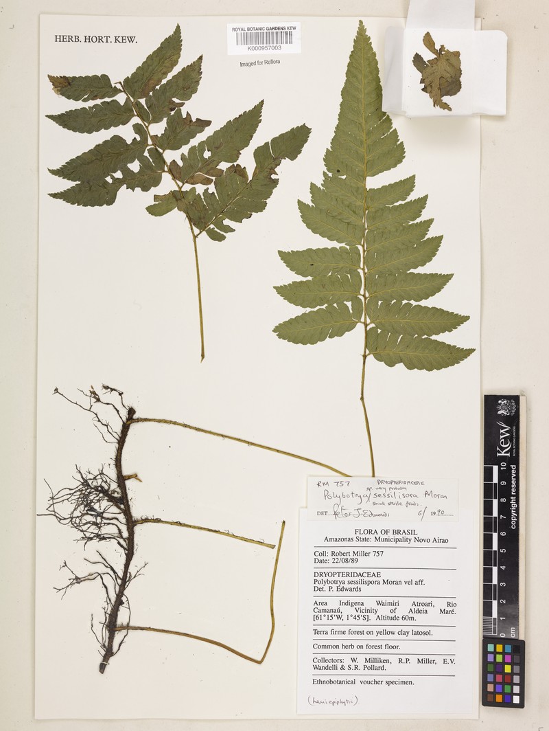 Polybotrya sessilisora photo 5