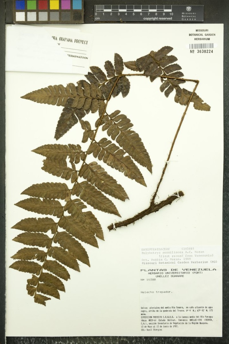 Polybotrya sessilisora photo 6