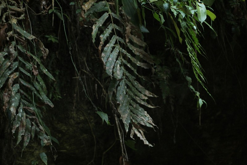Polybotrya sorbifolia