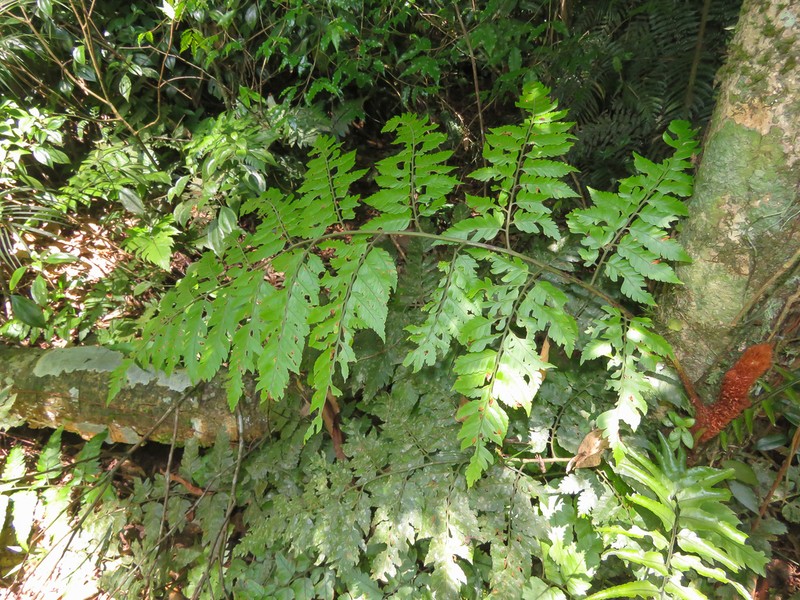 Polybotrya speciosa