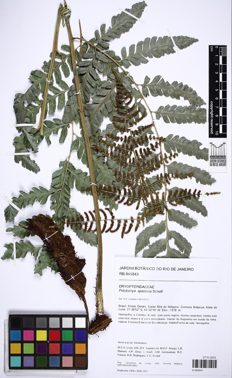 Polybotrya speciosa photo 2