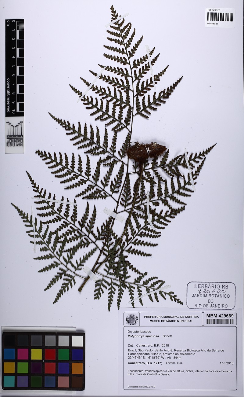 Polybotrya speciosa photo 3