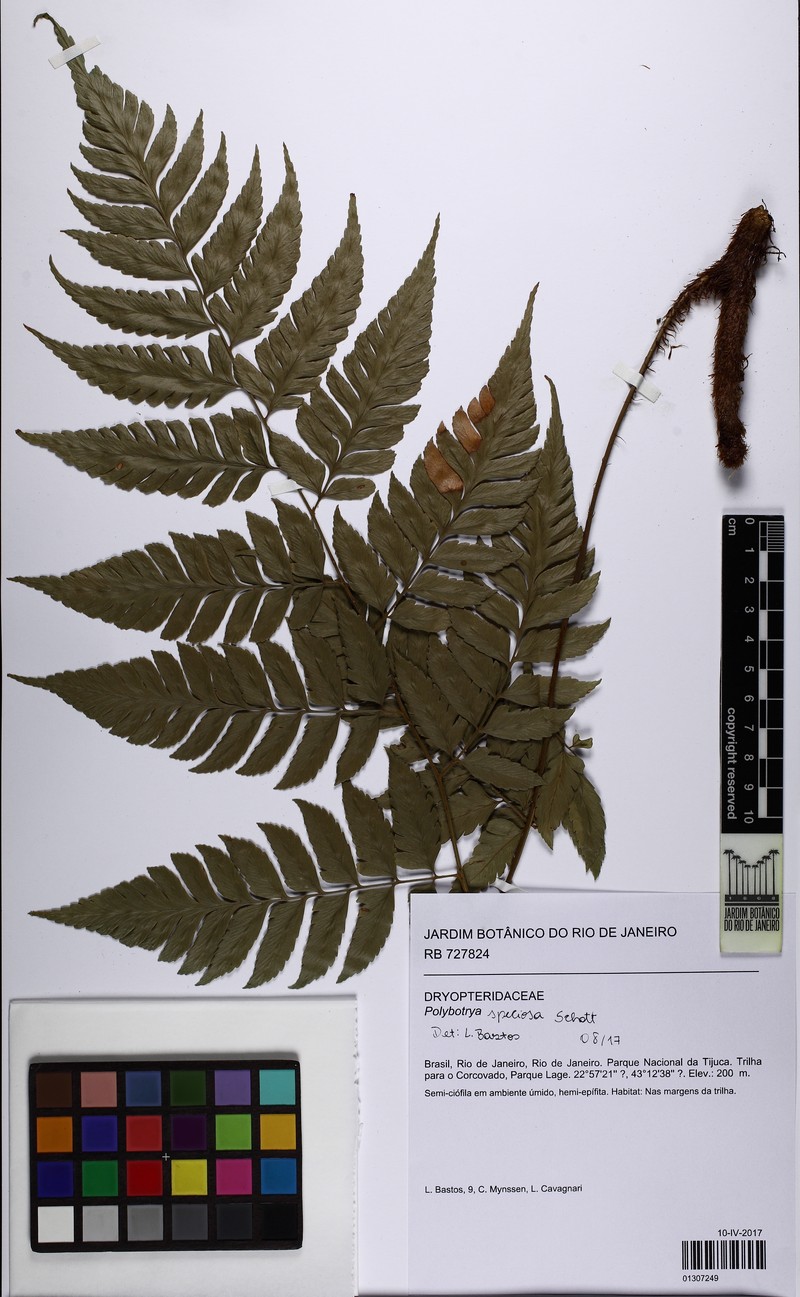 Polybotrya speciosa photo 4