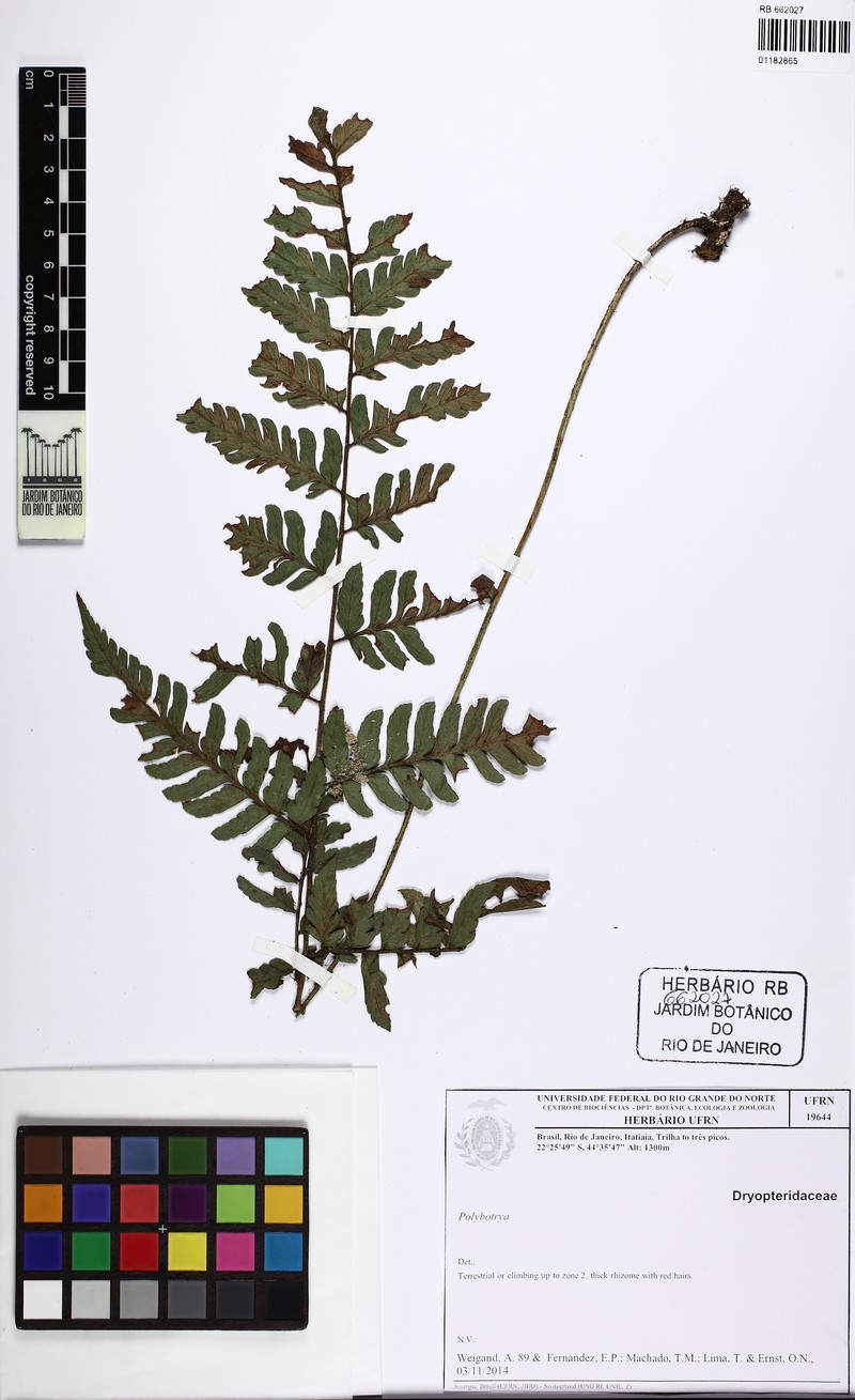 Polybotrya speciosa photo 5