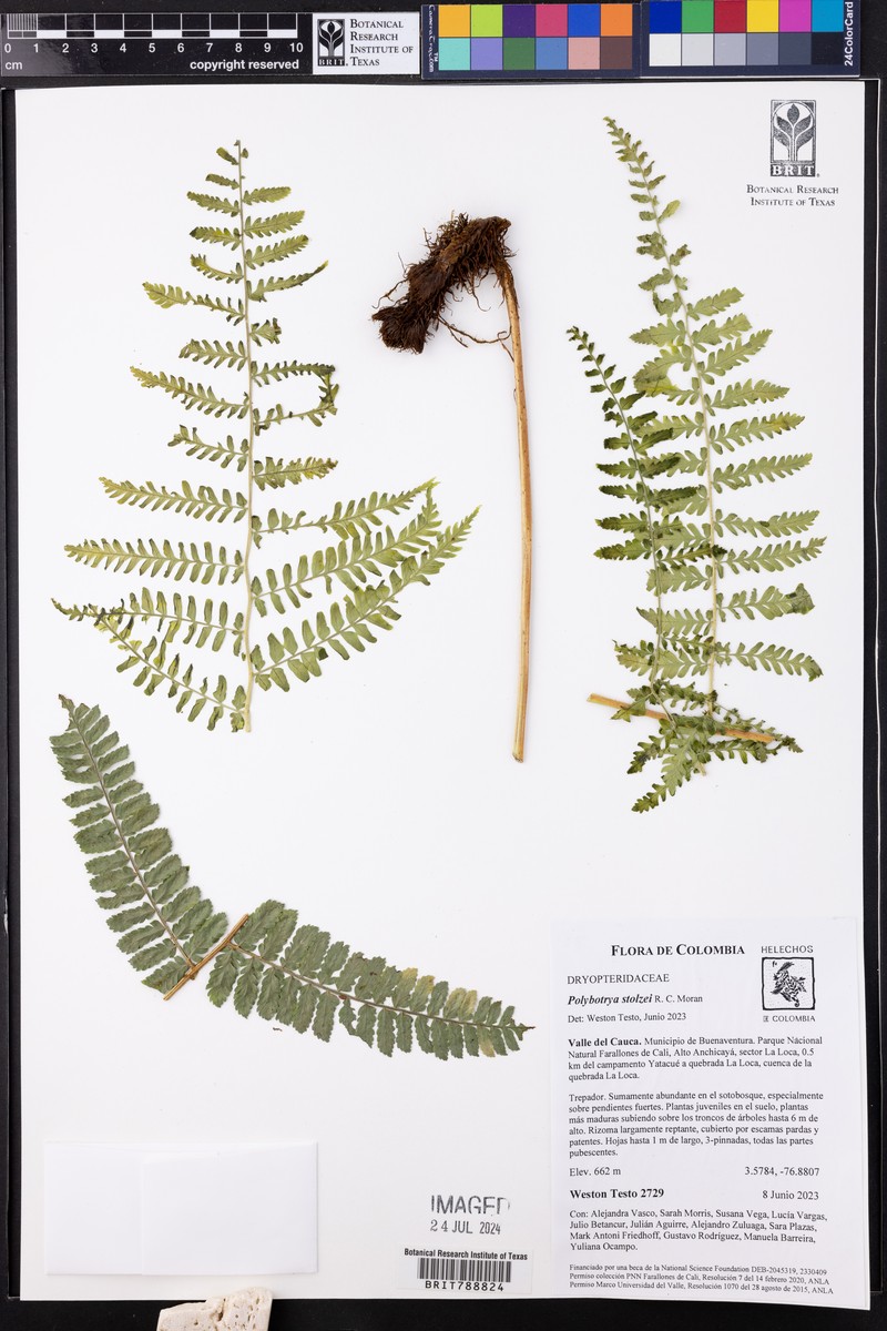 Polybotrya stolzei