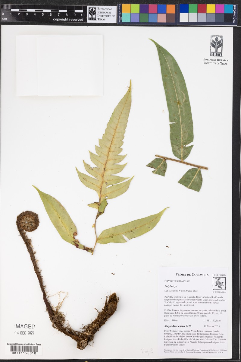 Polybotrya suberecta