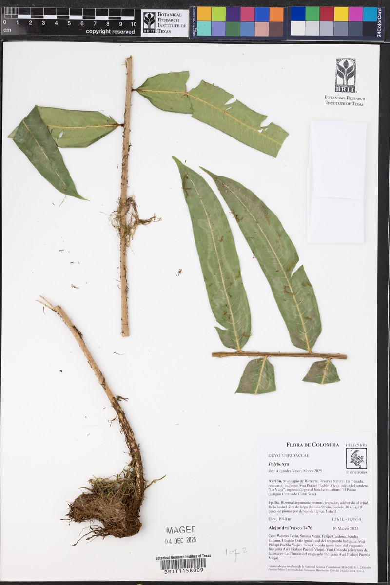 Polybotrya suberecta photo 2