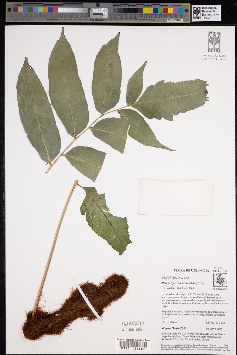 Polybotrya suberecta photo 4