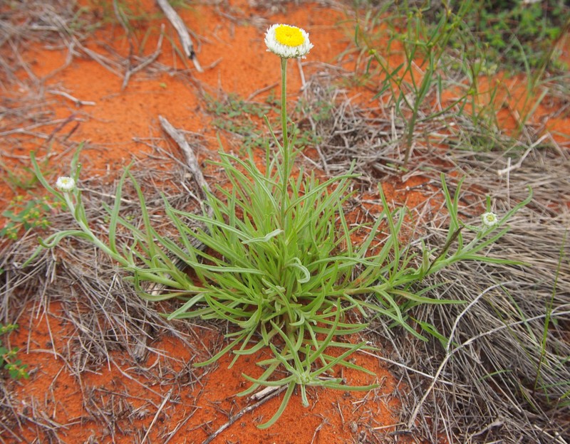 Polycalymma stuartii