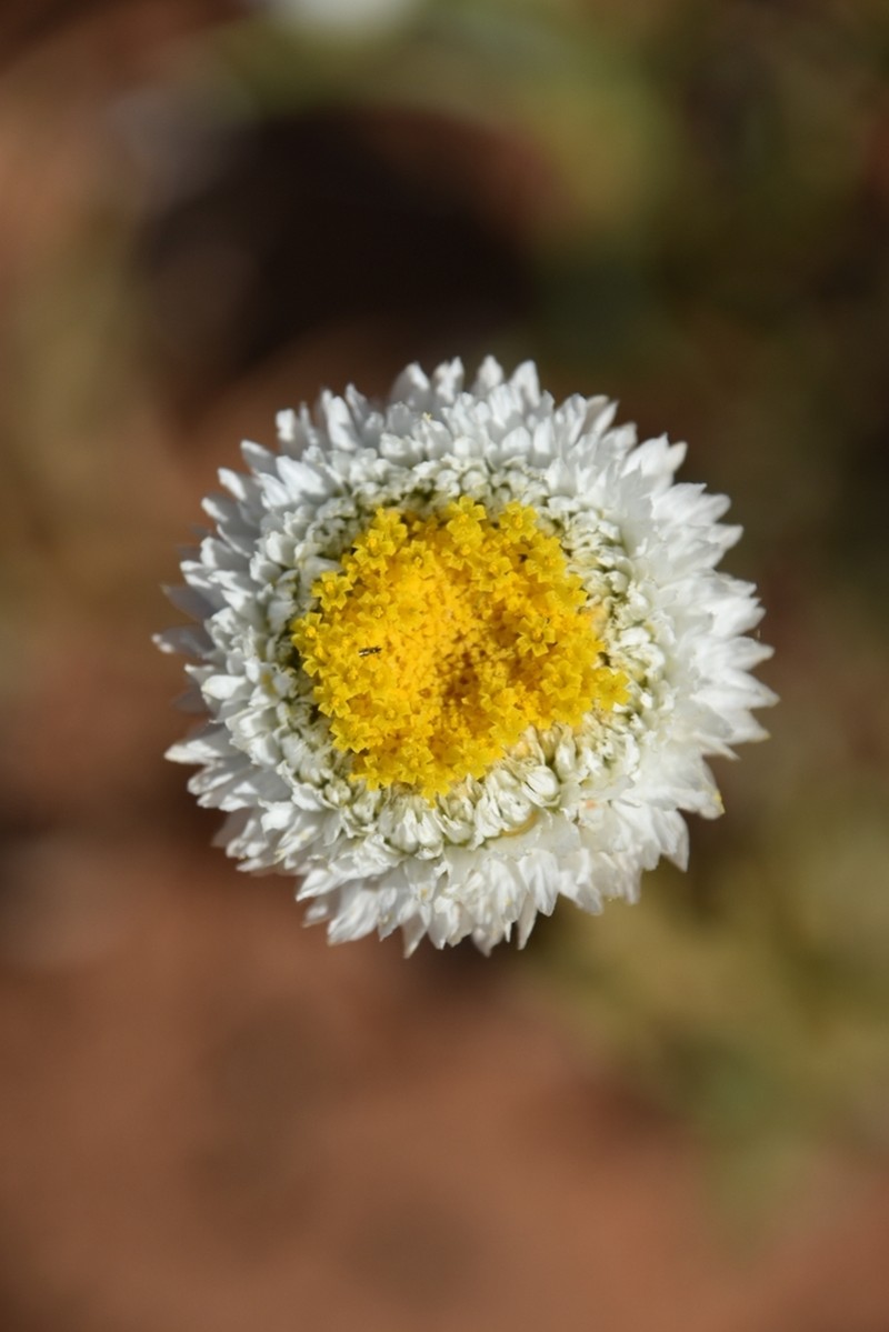 Polycalymma stuartii photo 2