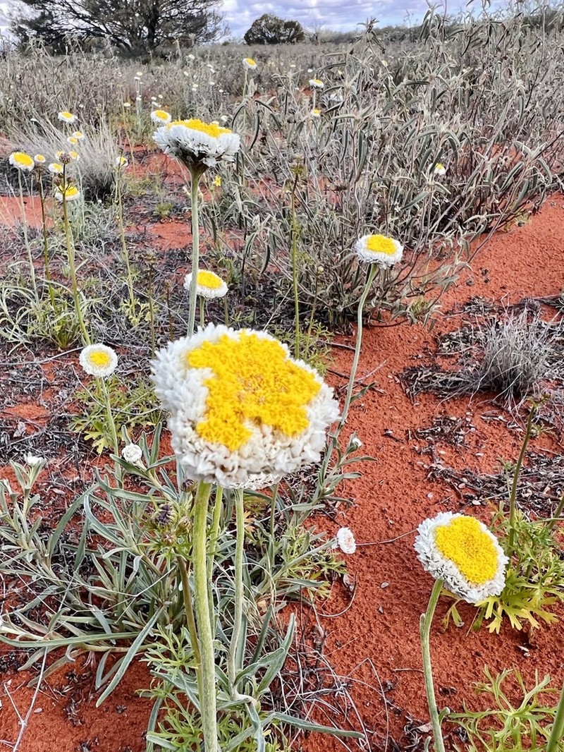 Polycalymma stuartii photo 3