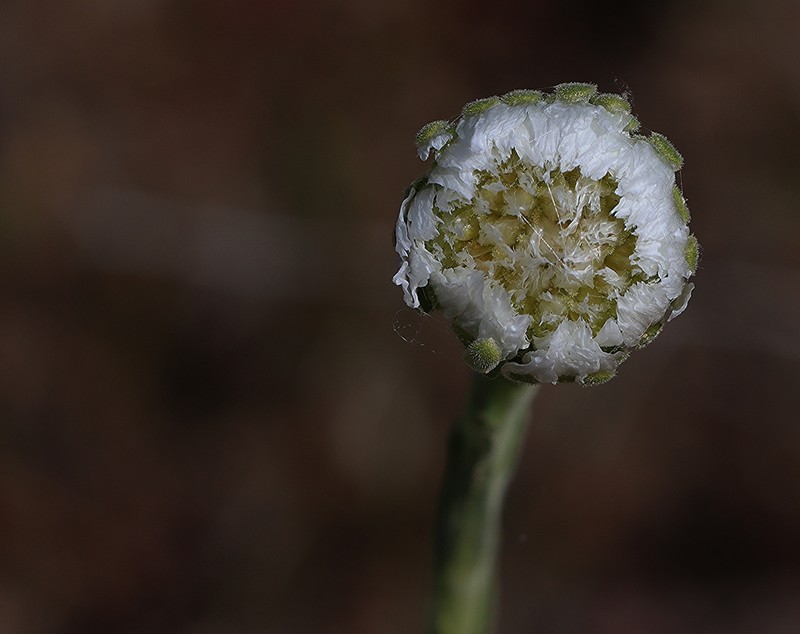 Polycalymma stuartii photo 4