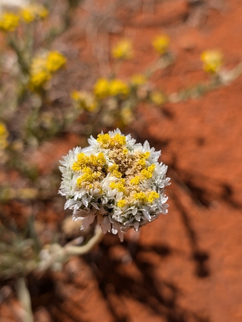 Polycalymma stuartii photo 5