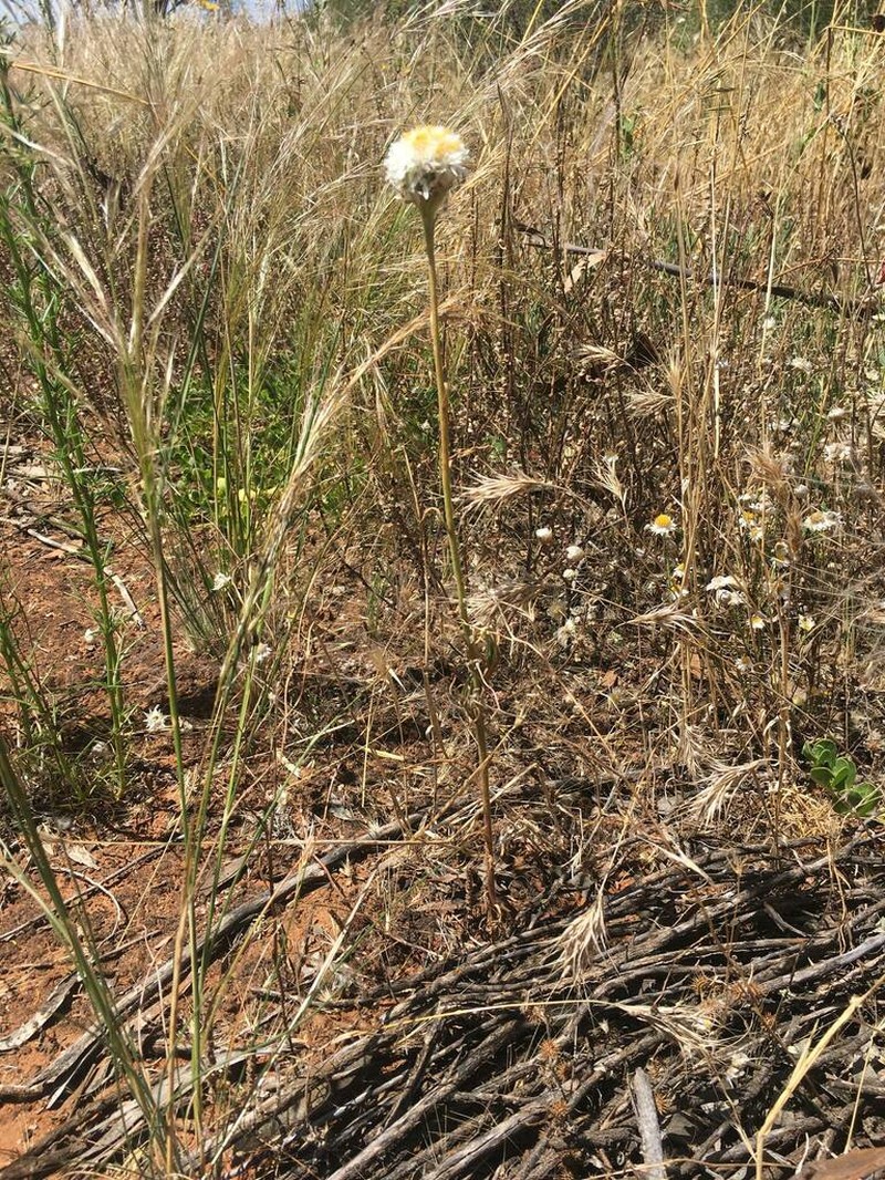 Polycalymma stuartii photo 7