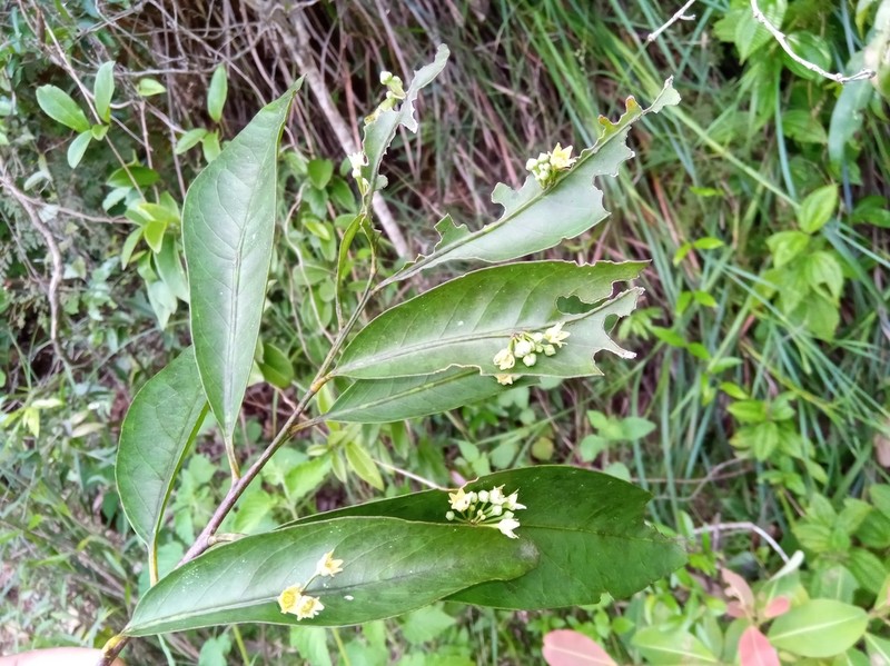 Polycardia lateralis
