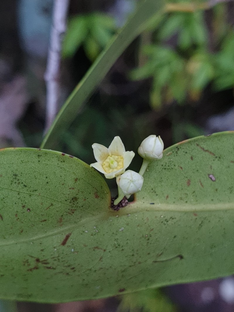 Polycardia lateralis photo 2