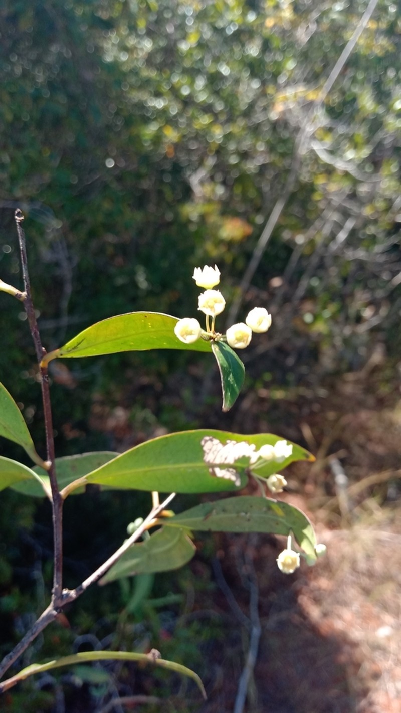 Polycardia lateralis photo 4