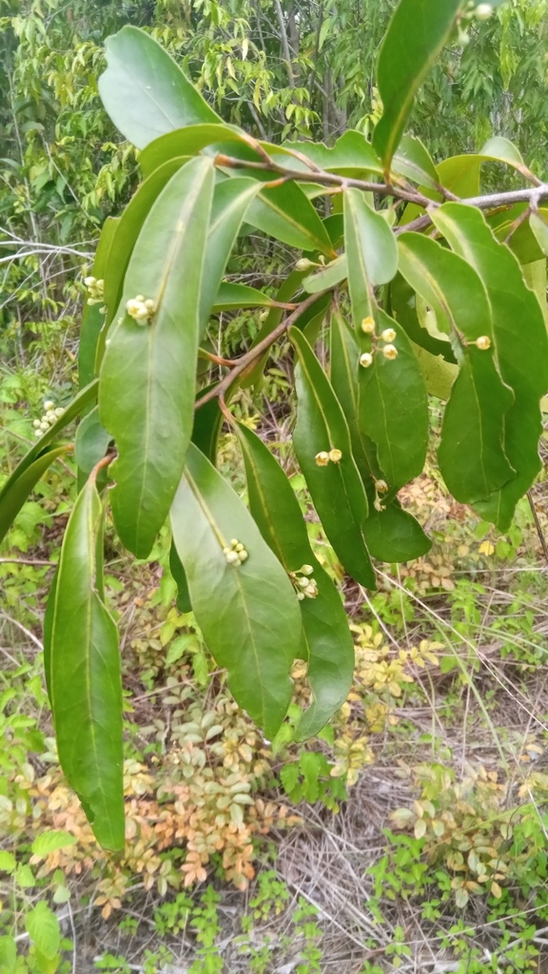 Polycardia lateralis photo 5