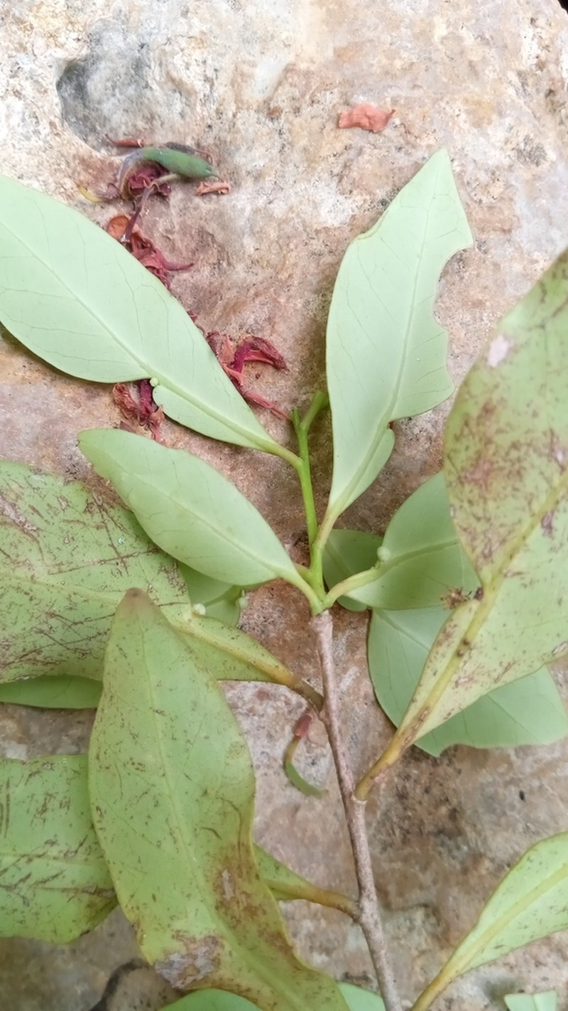 Polycardia lateralis photo 6