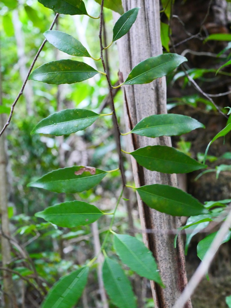 Polycardia libera