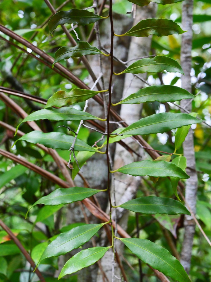 Polycardia libera photo 2