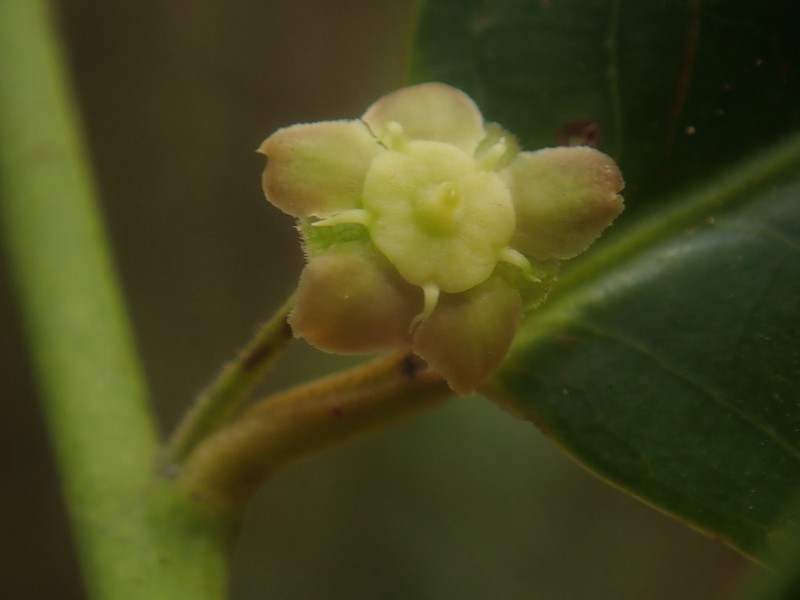 Polycardia libera photo 3