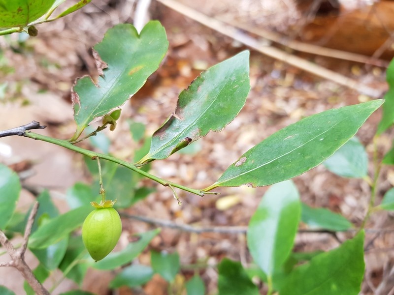 Polycardia libera photo 4