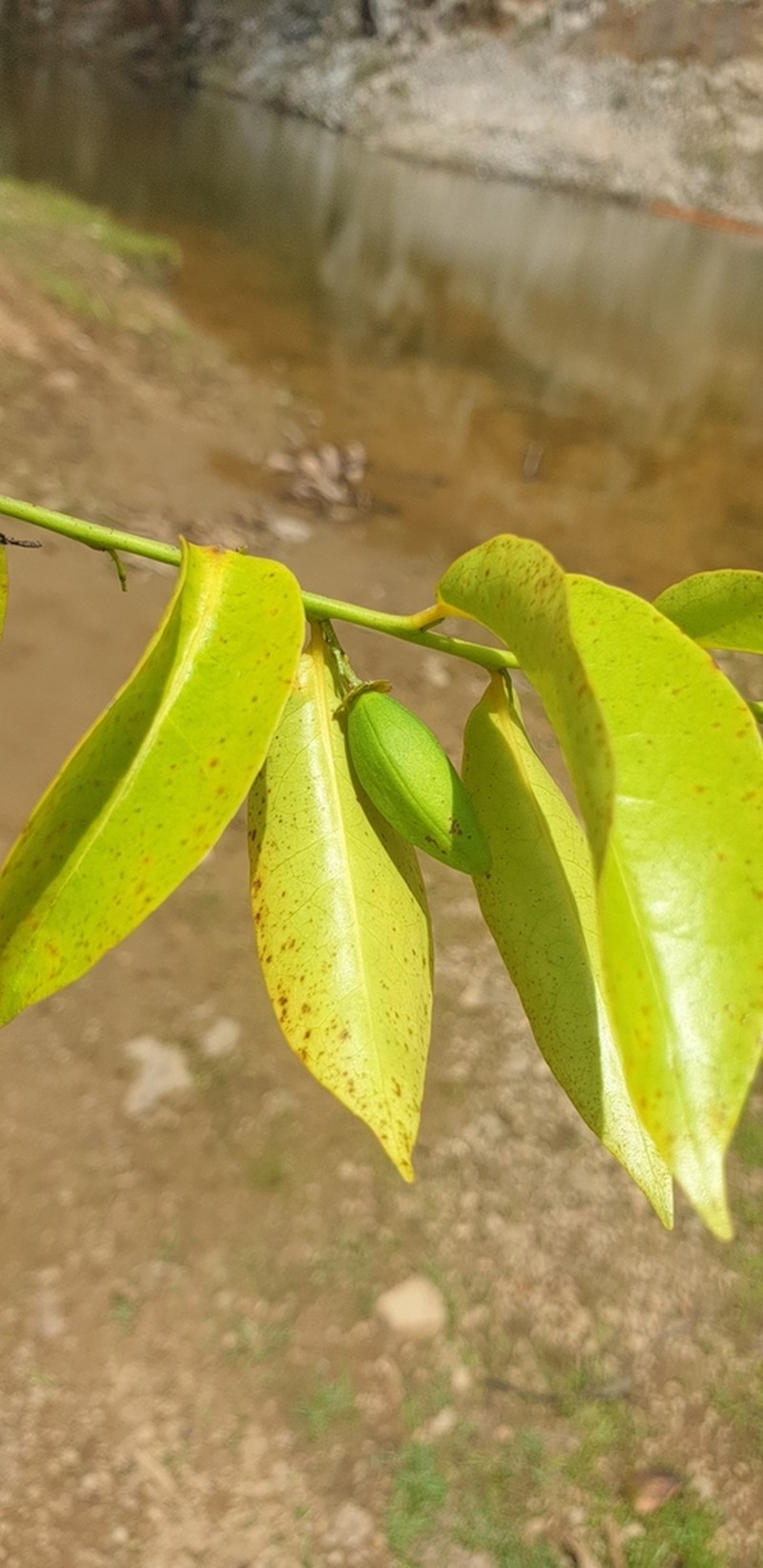 Polycardia libera photo 6