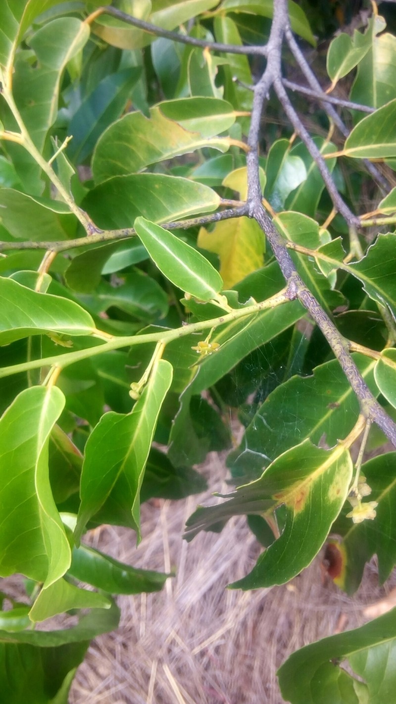 Polycardia libera photo 7