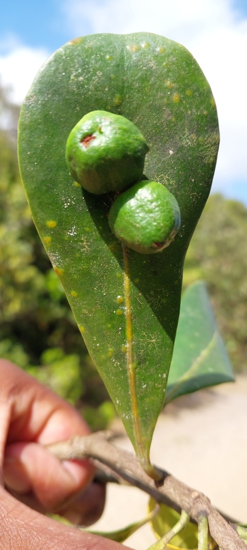 Polycardia phyllanthoides