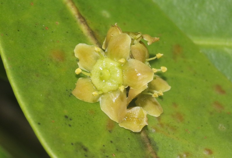 Polycardia phyllanthoides photo 2