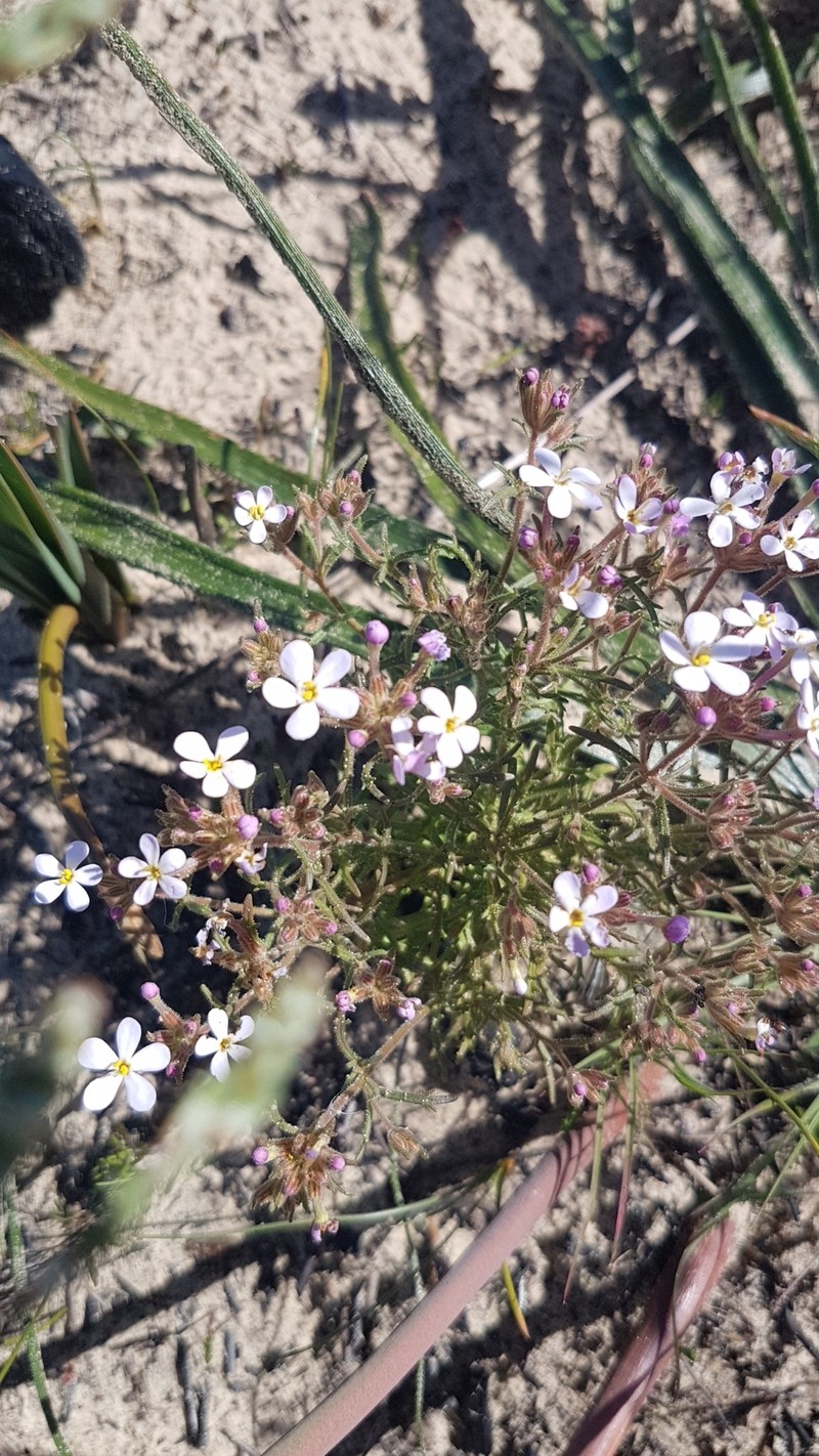 Polycarena lilacina var. lilacina