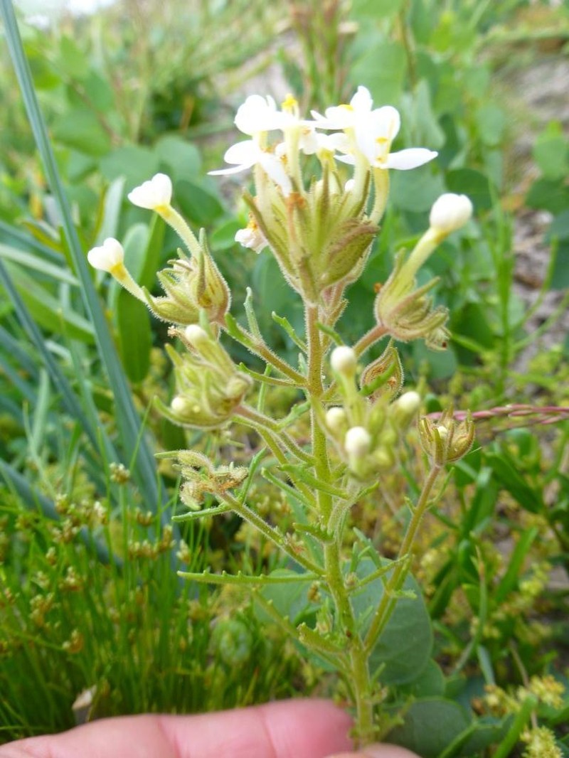 Polycarena lilacina var. lilacina photo 2