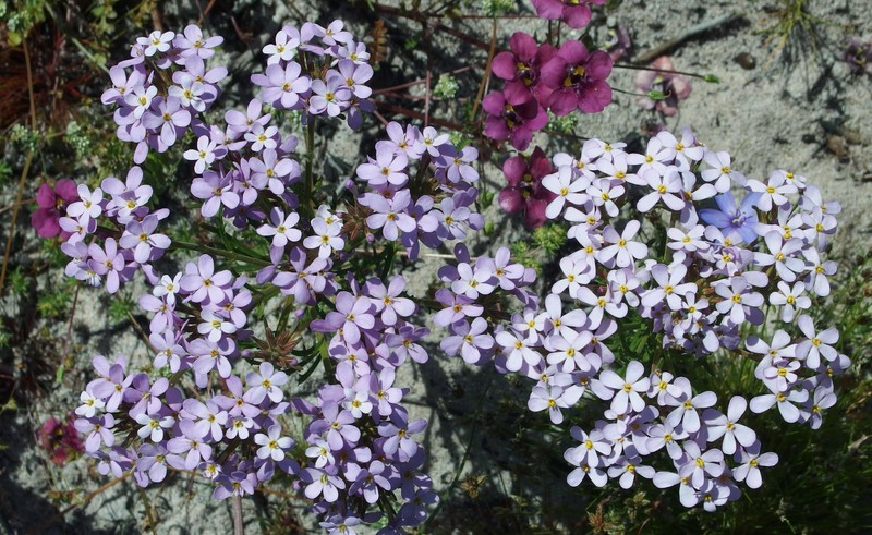 Polycarena lilacina var. lilacina photo 4