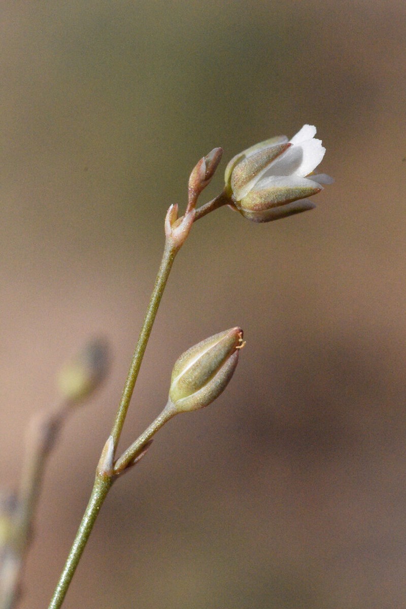 Polycarpaea akkensis photo 3