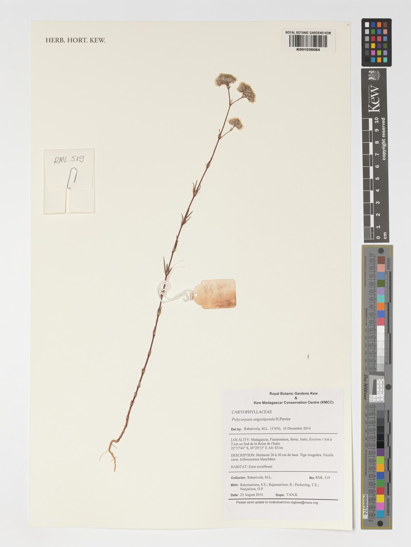 Polycarpaea angustipetala