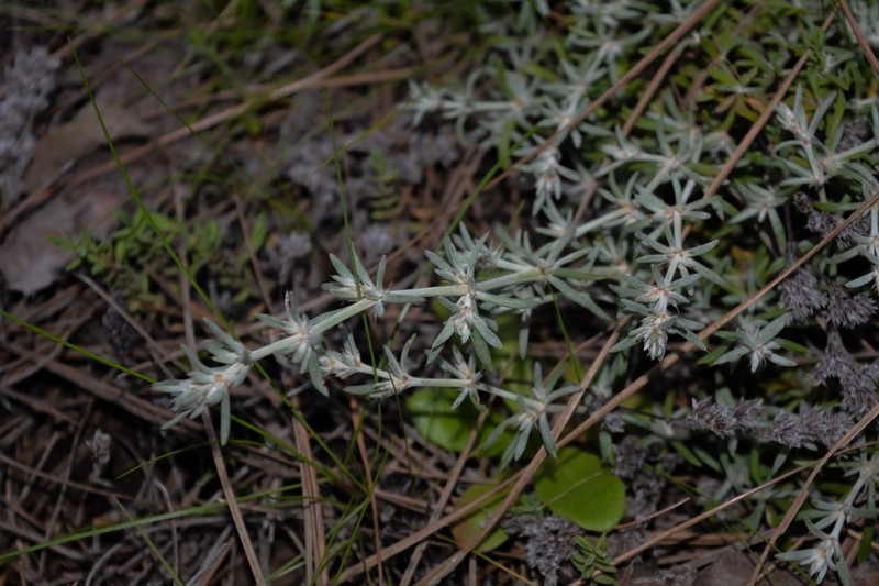 Polycarpaea aristata