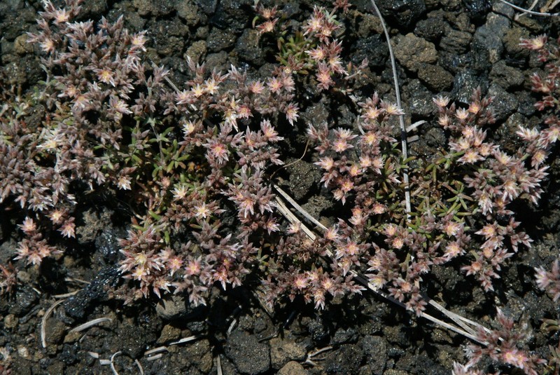 Polycarpaea aristata photo 2
