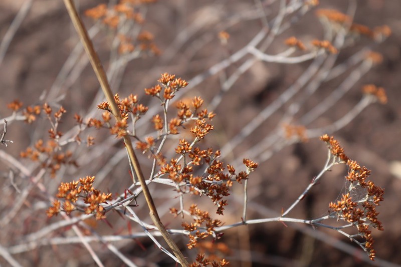 Polycarpaea aurea
