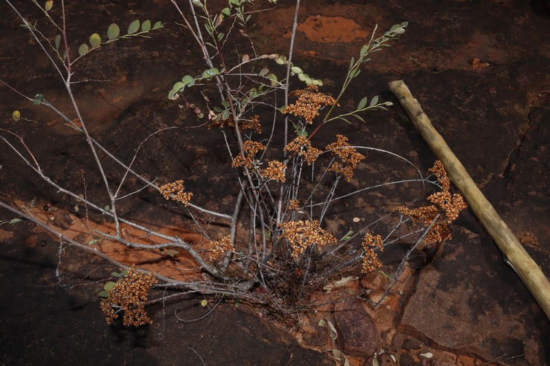 Polycarpaea aurea photo 3